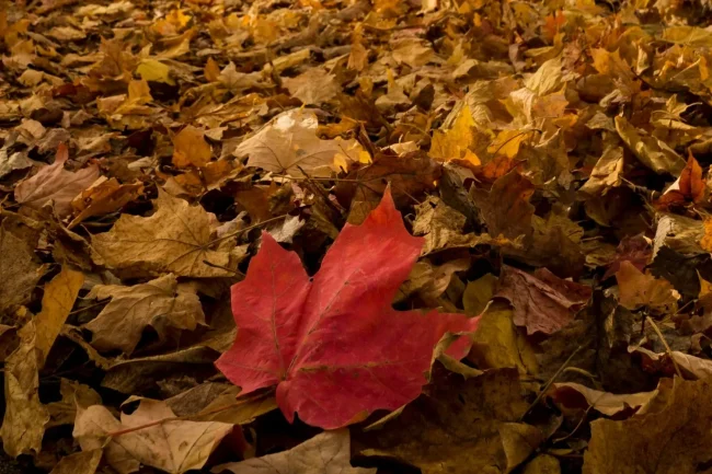 single read leaf among brown leaves on a forest floor
